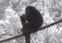 Video: Đi du xuân bị khỉ giật ví, tung cả xấp tiền lên trời