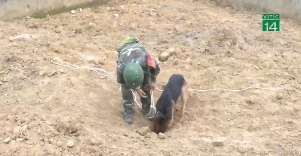 Video: Cuộc sống của những chú chó cứu nạn chuyên nghiệp