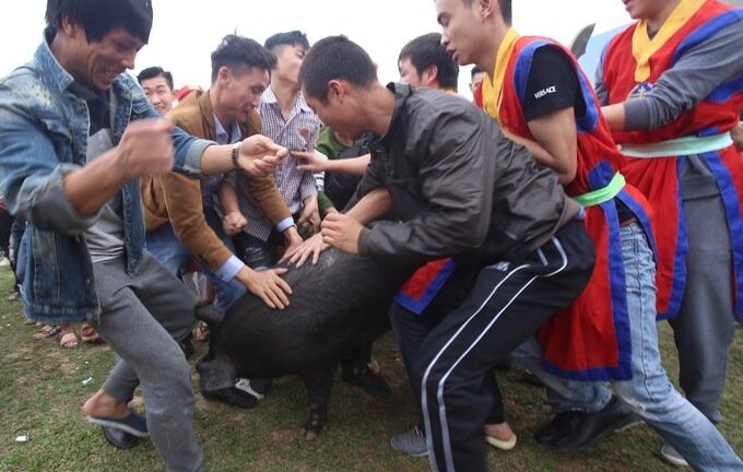 Video: Trai làng hò hét chen nhau bắt lợn cầu may ở Phú Thọ