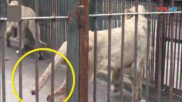 Sư tử tự cắn đứt đuôi mình để thoát khỏi hố băng trong sở thú Trung Quốc