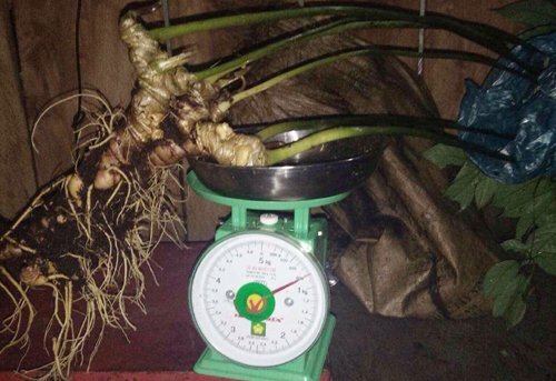 Những mánh khóe thổi giá lừa sâm Ngọc Linh khổng lồ giá tiền tỷ