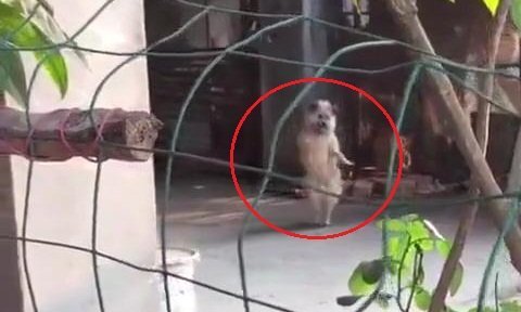 Phì cười clip chó đứng bằng 2 chân, nhún nhảy theo nhạc cực dẻo