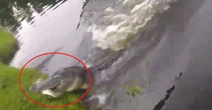 Clip: Cá sấu phóng vọt khỏi mặt nước, trắng trợn cướp cá của cần thủ