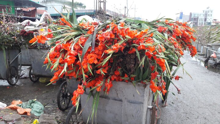Hoa tươi rớt giá thảm hại, người bán vứt đống trong thùng rác