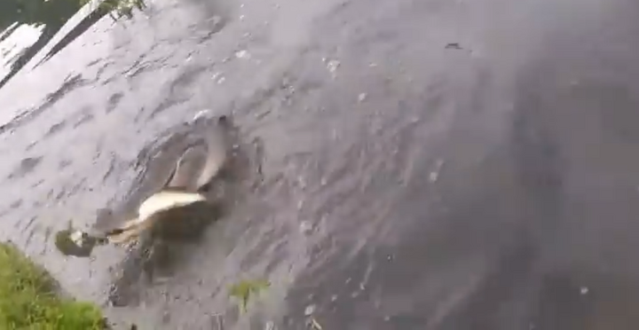 Video: Cá sấu lao lên cướp trắng thành quả của người đi câu