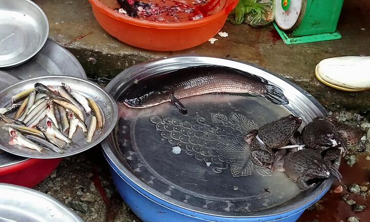 Cá lóc 'cháy' hàng trong ngày vía Thần Tài ở Huế