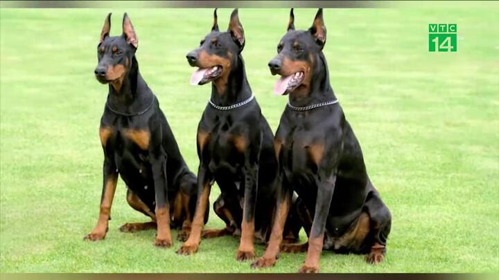 Sợ tội phạm, giới nhà giàu chi tiền tỷ mua 'vệ khuyển'