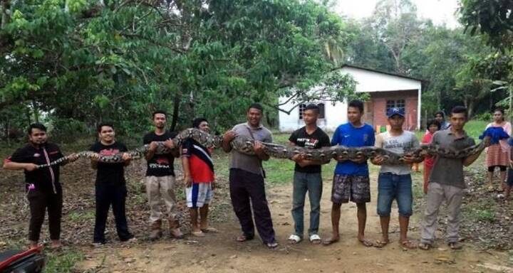Cận cảnh trăn khổng lồ gần 10 người mới khiêng nổi ở Malaysia