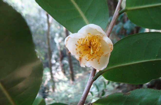 Phát hiện vườn chè cổ thụ triệu năm hoang dã trên đỉnh núi ở Lai Châu