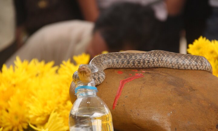 Ùn ùn kéo đến khấn vái mẹ con 'rắn thần' trên mộ vô danh: Rắn con đã chết