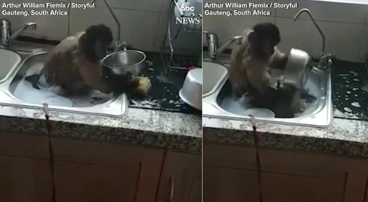 Clip: Khỉ ngồi chồm hỗm trong bồn, hăng say rửa bát giúp chủ