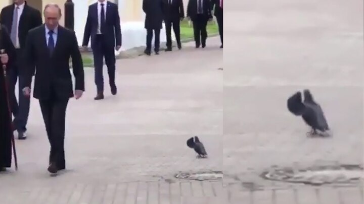 Sự thật video chim bồ câu giương cánh chào Tổng thống Putin