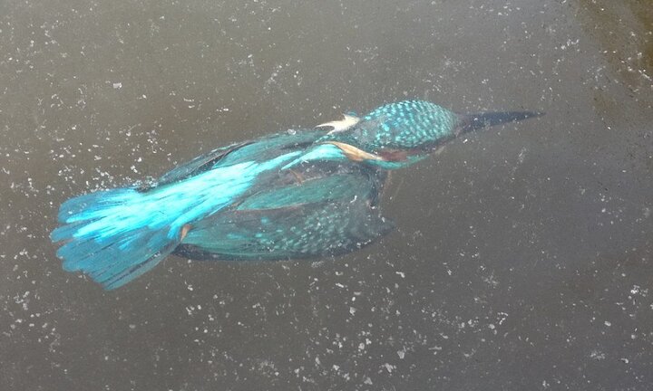 Châu Âu giá rét khủng khiếp, chim bói cá chết cứng khi xuống nước săn mồi