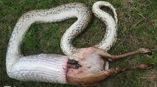 Ảnh: Nuốt chửng nai con, trăn Miến Điện chết nghẹn