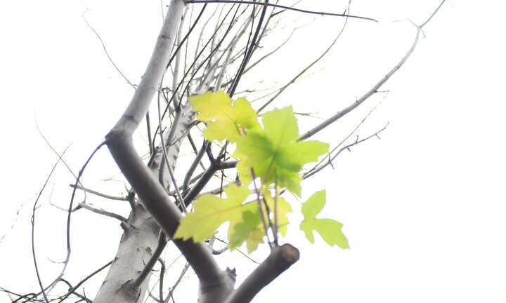 Ảnh: Hàng phong lá đỏ trên phố Hà Nội nhú những chiếc lá đầu tiên