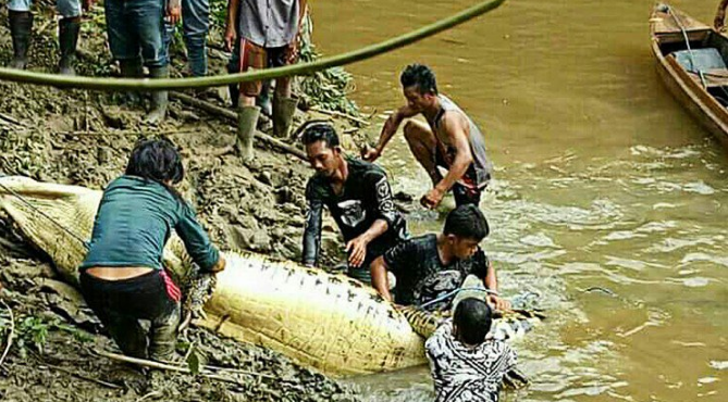 Mổ bụng cá sấu, kinh hãi phát hiện tay chân người bên trong