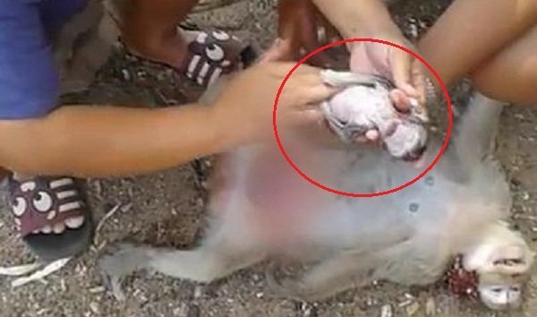 Clip: Dân rạch bụng khỉ mẹ đã chết để cứu sống khỉ con