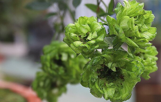 Mục sở thị hơn 1.000 giống hoa hồng độc lạ, tuyệt đẹp đang khoe sắc ở Hà Nội