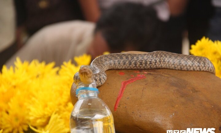 Giải mã sự linh thiêng của 'rắn thần' xuất hiện nơi mộ 'bà ăn mày' ở Quảng Bình
