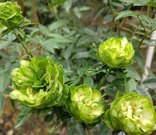 Hồng màu xanh lá hiếm có, đắt giá lần đầu xuất hiện trong lễ hội hoa hồng Bulgaria