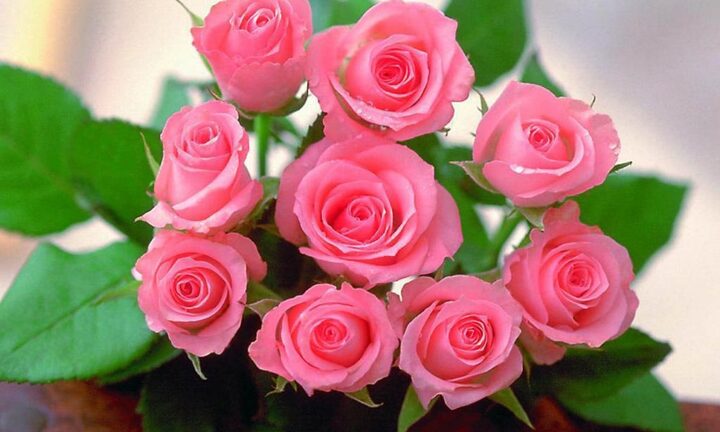 Điểm danh các nước tặng phụ nữ hoa hồng ngày 8/3