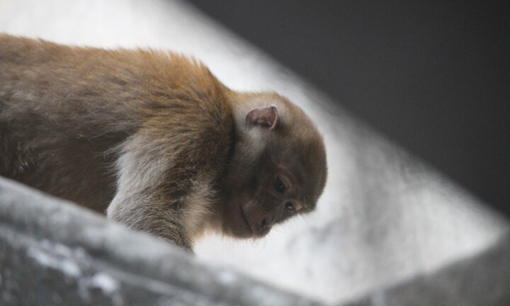 Video: Xuất hiện 2 con khỉ quậy phá cả khu phố ở Hà Nội, dân 'phát điên'