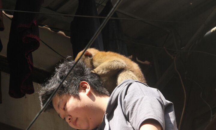 Video: Khỉ hoang nghịch ngợm, ôm vai bá cổ người dân ở Hà Nội