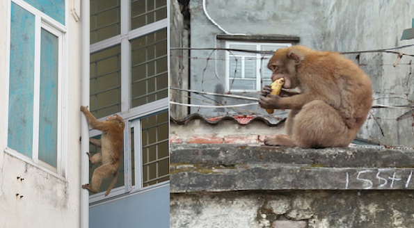 Nguồn gốc hai con khỉ hoang đang đại náo tổ dân phố ở Hà Nội
