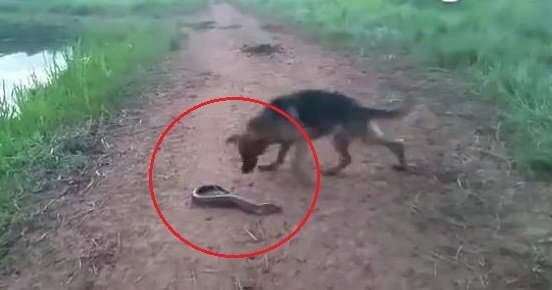 Clip: Chó dại dột cắn lươn điện và cái kết kinh hoàng