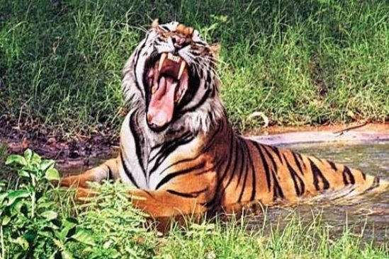 Tiêu diệt hổ cái 'sát thủ' từng đoạt mạng hơn 430 người