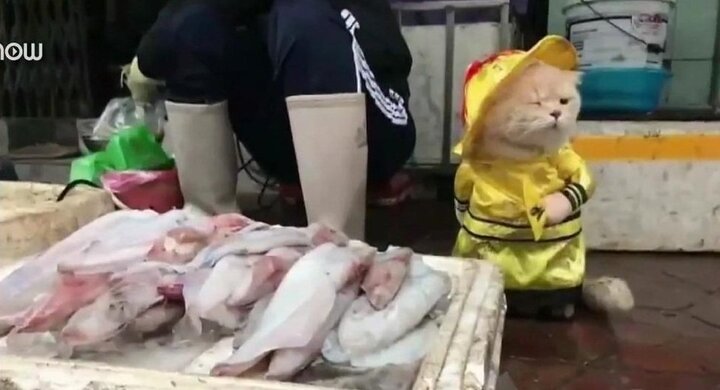 Chú mèo tên Chó nổi tiếng ở Hải Phòng lên báo nước ngoài