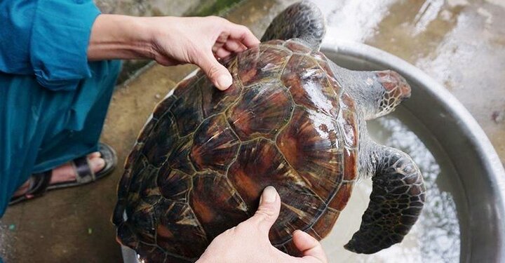 Ngư dân Nghệ An bắt được rùa biển quý hiếm nặng 5kg