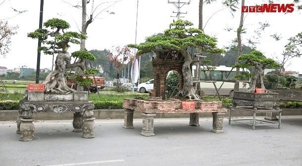 Ngắm bộ cây sanh Tam Đa Phúc - Lộc - Thọ giá 30 tỷ đồng ở Hà Nội