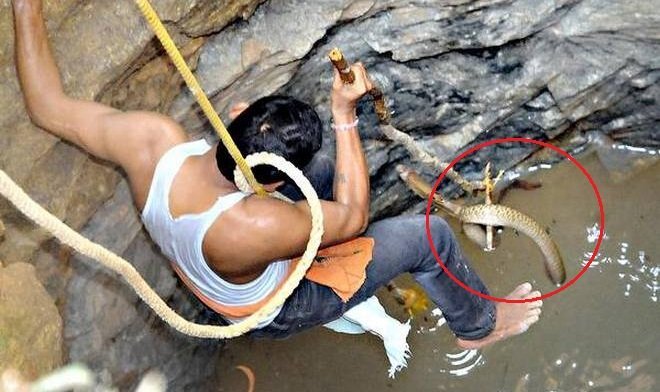Clip: Đu dây xuống giếng sâu, giải cứu rắn hổ mang dài gần 2m