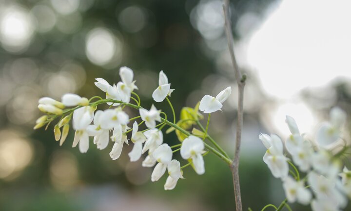 Tháng 3, hoa sưa Hà Nội bung nở trắng trời, trong trẻo như thiếu nữ đôi mươi