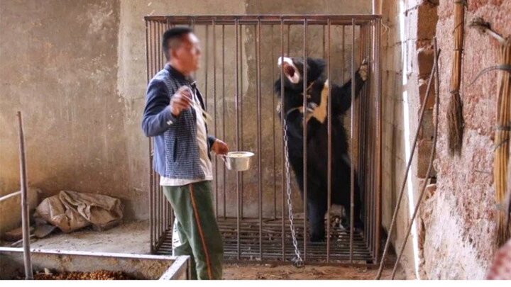 Người đàn ông chăm sóc chó cưng 3 năm mới phát hiện ra đang nuôi gấu