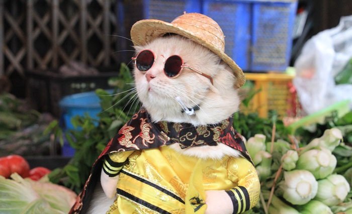 Video: Chú mèo tên Chó ngộ nghĩnh 'nhất vịnh Bắc Bộ', đi chợ tạo dáng bán hàng