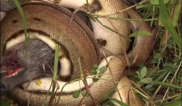 Clip: Trăn khổng lồ rình rập, siết chết lợn rừng trong giây lát
