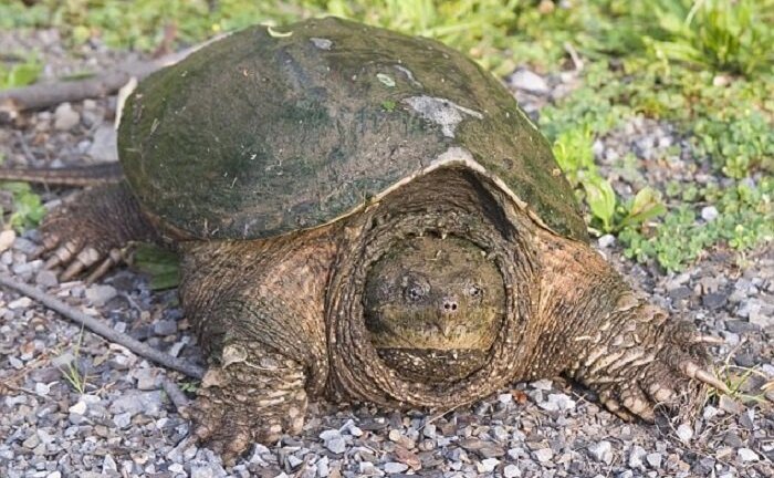 Thầy giáo cho rùa ăn sống chó con trước lớp gây phẫn nộ