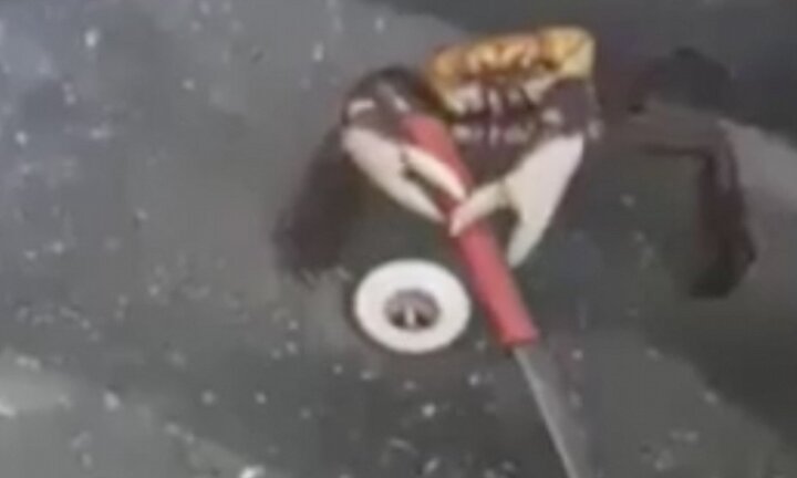 Video: Bị làm thịt, cua cắp dao, tấn công chống trả đầu bếp