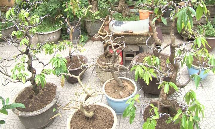 Bắt kẻ trộm hàng loạt cây cảnh quý ở Huế