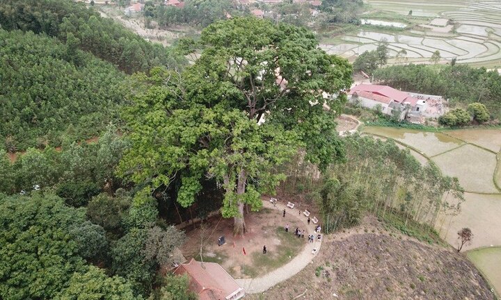 Video: 'Đại thần mộc' nghìn năm tuổi ở Bắc Giang, không ai dám chặt
