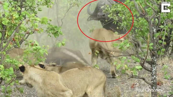 Clip: Thấy con bị ăn thịt, trâu mẹ nổi điên đuổi đánh 14 sư tử