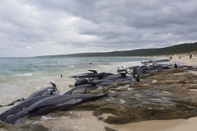 Hàng trăm cá voi trôi dạt, mắc cạn thu hút cá mập đến bờ biển Australia