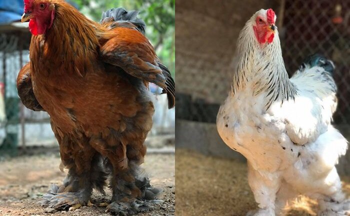 Gà khổng lồ 35 triệu/cặp: Cơn sốt hàng hiếm, dân chơi săn lùng