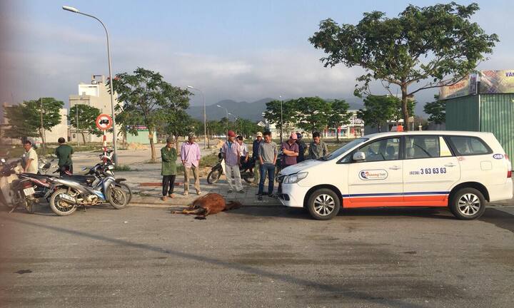 Lái xe taxi gặp nạn vì đàn bò nằm ngủ giữa đường