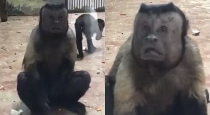 Clip: Khỉ mặt người kỳ dị xuất hiện ở Trung Quốc