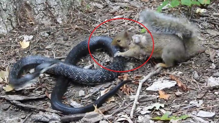 Clip: Sóc mẹ liều mạng tử chiến với rắn chuột để bảo vệ tổ
