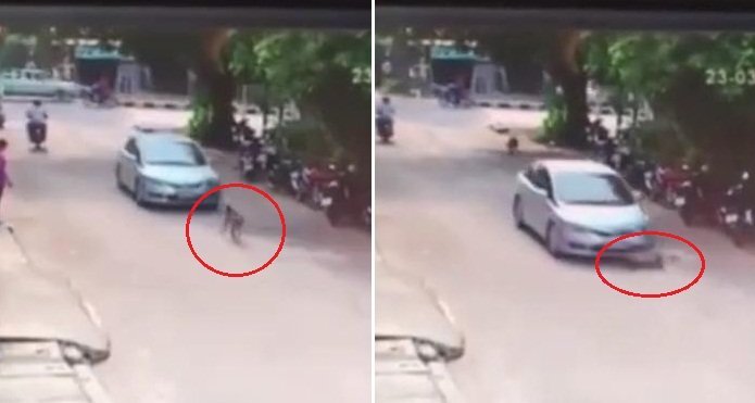 Clip tài xế ô tô cố tình cán chết chó thả rông khiến dân mạng tranh cãi
