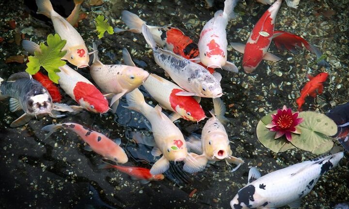 Ngắm hồ cá Koi gần 14 tỷ đồng của doanh nhân Sài Gòn